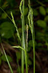 White edge sedge